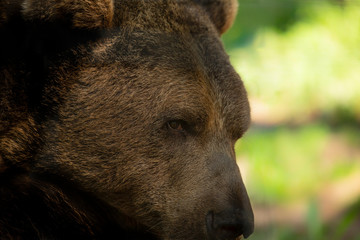 The brown bear (Ursus arctos) in its natural environment natural scene from forest habitat