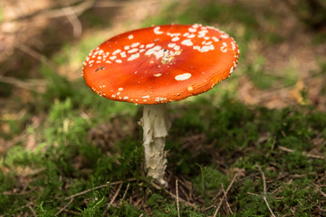 Fliegenpilz mit flachem Hut