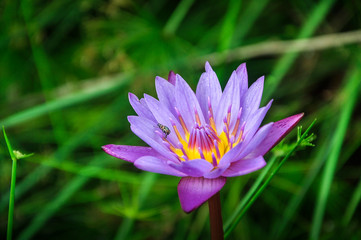 lotus flower with bug