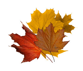 Fototapeta premium Maple leaf nuances in fall on a white baclground