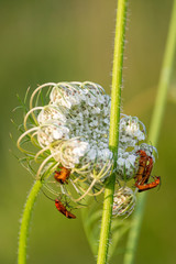 Common red soldier beetle (Hogweed boking beetle) on cow parsley