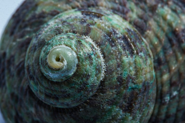 Close up of a spiral and curly shell texture