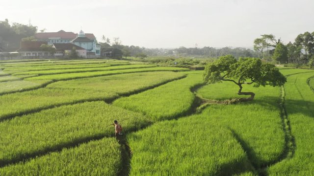 Central Java, Indonesia - September 25, 2019: Beautiful aerial view of male farmer walking on the green farmland at the morning. Shot in 4k resolution