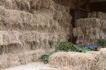 heap of rice straw hay in farm