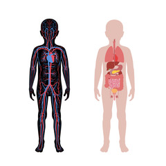 internal organs and circulatory system of boy