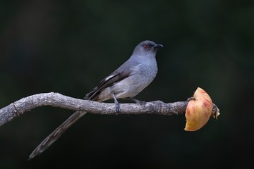 bird on branch