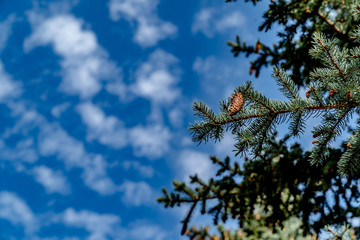 Fototapeta premium Spruce branches with a cone on a background of blue sky and clouds. Spruce in the right side of the picture. Nature background