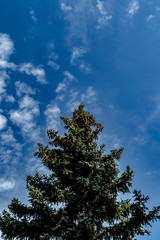 Top of the spruce in the center of the picture on the blue sky background