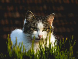 Gray & white cat standing on a roof behind a green bush.