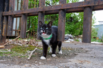 cat black and white is screaming from hunger lost