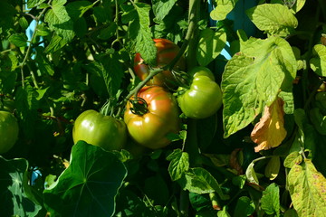 green and red unripe tomatoes
