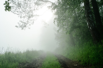 Fototapeta premium Droga gruntowa w mglistym lesie