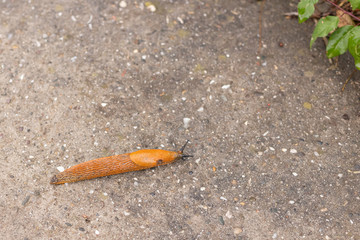 Roadside red slug on an asphalt road after rain