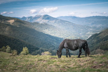 Merens horse in the french Pyrenees mountains