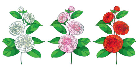 Set of outline branch of  Camellia flower, bud and green leaf in pastel white, pink and red isolated on white background.