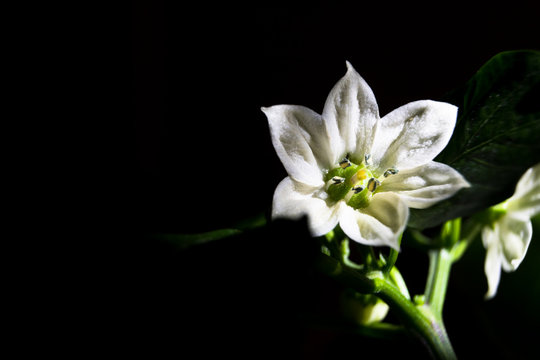 White flower of bell pepper isolated on black background with copy space. Capsicum annuum blossom.