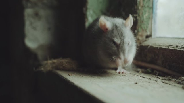 Gray Rat Is In An Old Dirty Basement