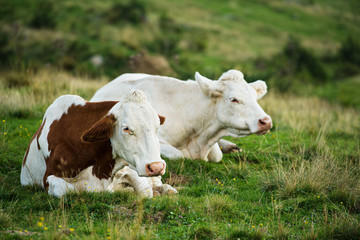 Naklejka na ściany i meble Ruminating cows in a pasture