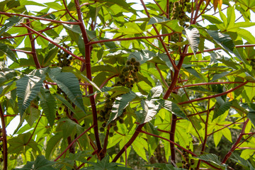 Spreading green tree with bright shiny leaves and prickly fruits