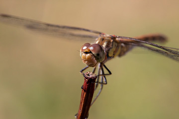 Libellule
