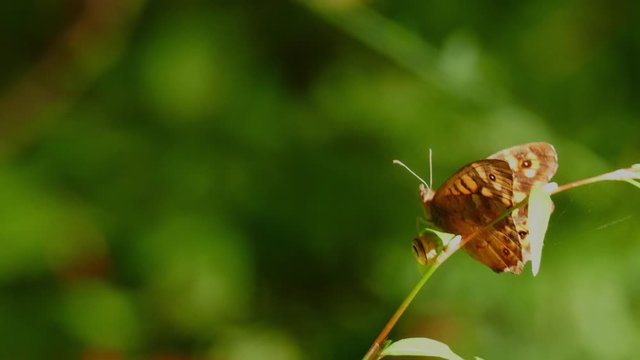 Butterfly and snail on the leaf of a forest plant