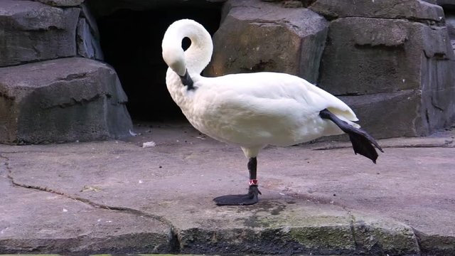 closeup of a trumpeter swan standing in arabesque and preening its feathers, typical and elegant bird behavior