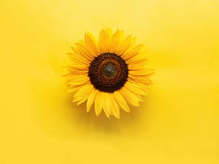 Sunflower flower on yellow with copyspace. Looks 3d.