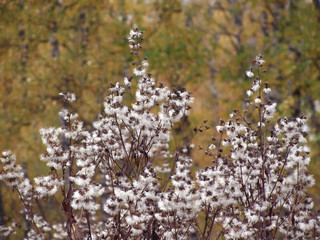Fluffy white flowers in the fall. Flying seeds in nature. Dry autumn grass in the forest. Dried wild plants. Autumn background of wild plants.