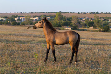 A foal is playing with a plastic bottle. Horse in the pasture. Environmental issue and animals.
