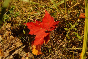 red maple leaves on the ground