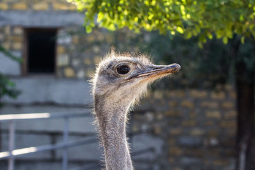The head of an ostrich. Ostrich farm. Beak, eyes and ear of a bird close-up. Long necked bird. Ostrich Emu. Contact Zoo. Ostrich fluff and feathers. The bird blinks. Curious look.