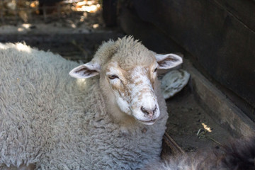 Young white sheep. Farm and livestock. Contact Zoo. Sheep's wool. Lamb head. Cloven-hoofed animals in the pen.