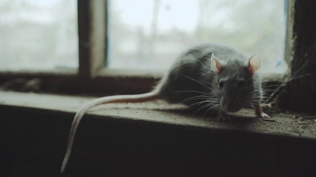 Gray Rat Is In An Old Dirty Basement