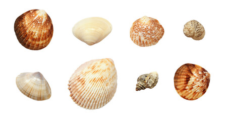 Set of different seashells