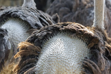 The plucked ass of the bird. Ostrich skin and feathers. Plucking feathers. Large flightless bird. Ostrich farm.