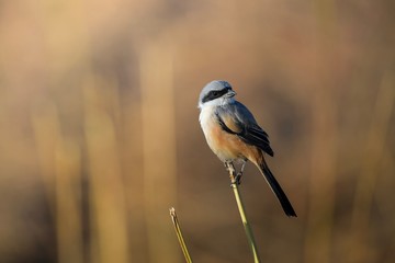 bird on a branch