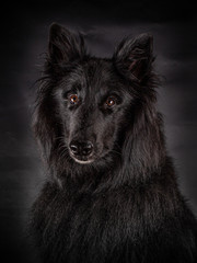 Portrait of a black Groenendael dog with  great brown eyes looking into the camera.