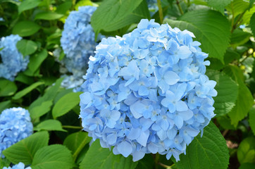 blue hydrangea flowers in park