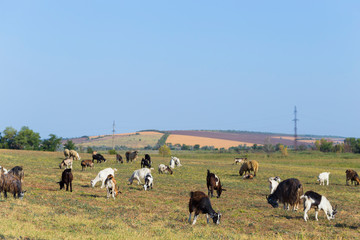 A herd of goats and sheep. Animals graze in the meadow. Pastures of Europe.