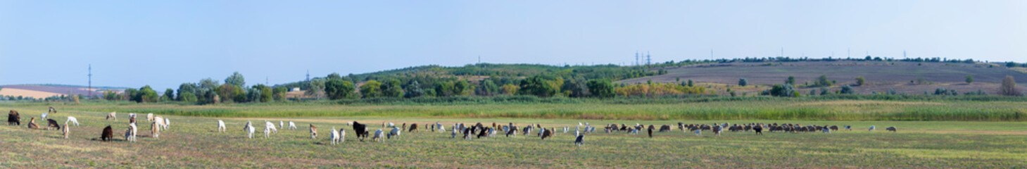 A herd of goats and sheep. Animals graze in the meadow. Pastures of Europe.