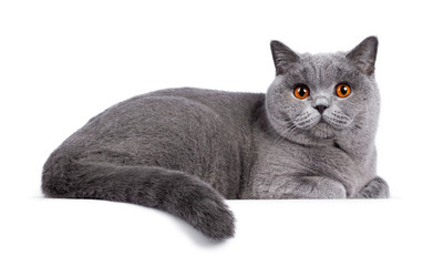 Impressive light blue young adult British Shorthair female cat, laying down side ways. Looking with cute head tilt and bright orange eyes straight to camera. Isolated on white background.
