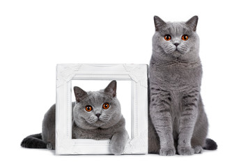  Impressive light blue young adult British Shorthair female cat, lsitting beside photo frame with younger self. Looking with bright orange eyes straight to camera. Isolated on white background.