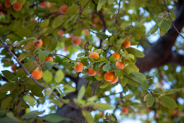 Ripe yellow plum fruits growing in the garden with branches