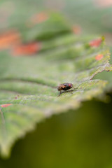 Little ugly houselfy sitting on the damaged leaf macro shot