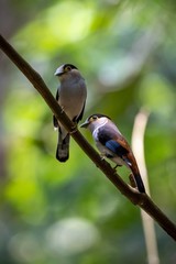 bird on branch