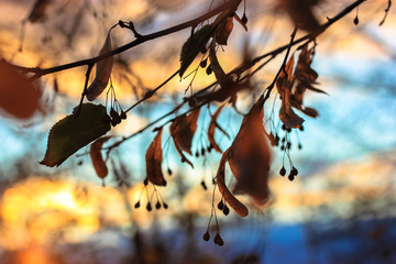 Autumn leaves