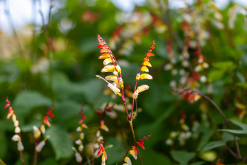 Ipomoea lobata