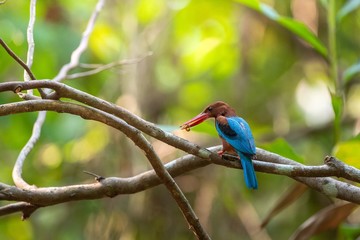colorful bird on a branch