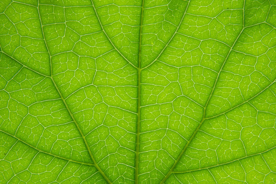 symmetry green leaf texture background