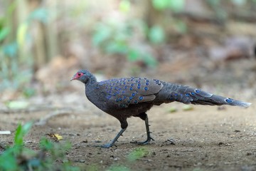 peacock in park